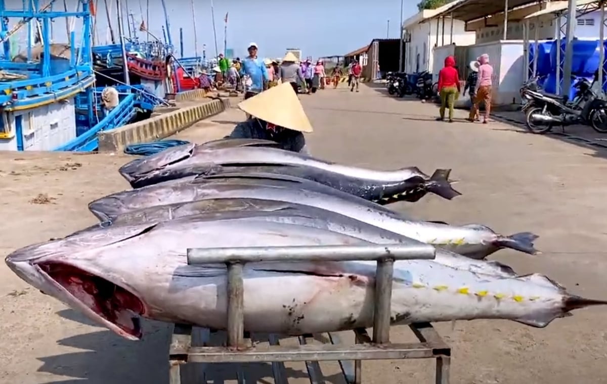 Bringing tuna ashore at Dong Tac port, former Phu Yen province. Photo: Son Trang. Bringing tuna ashore at Dong Tac port, former Phu Yen province. Photo: Son Trang.