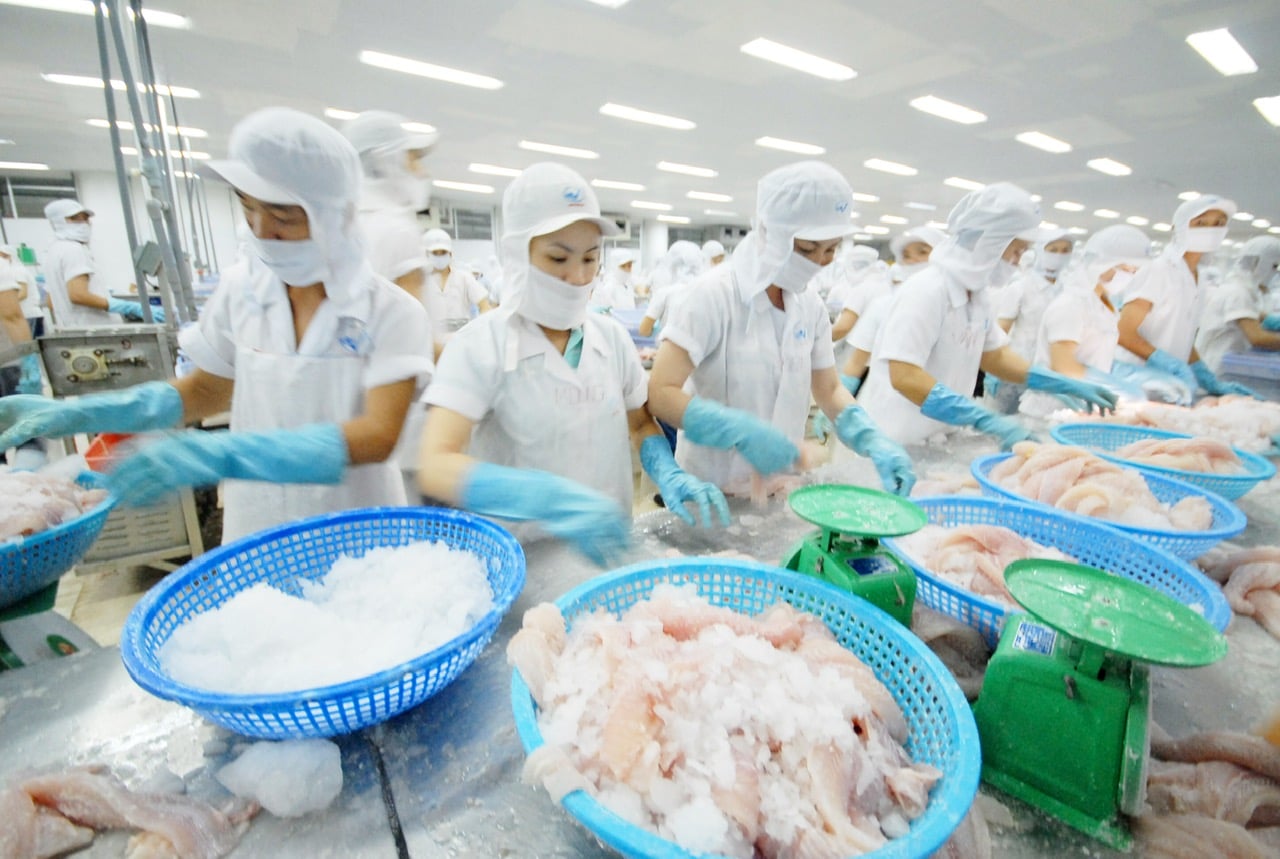 Among Vietnam’s seafood exports, pangasius is currently the largest product shipped to the Middle East. Photo: HT.