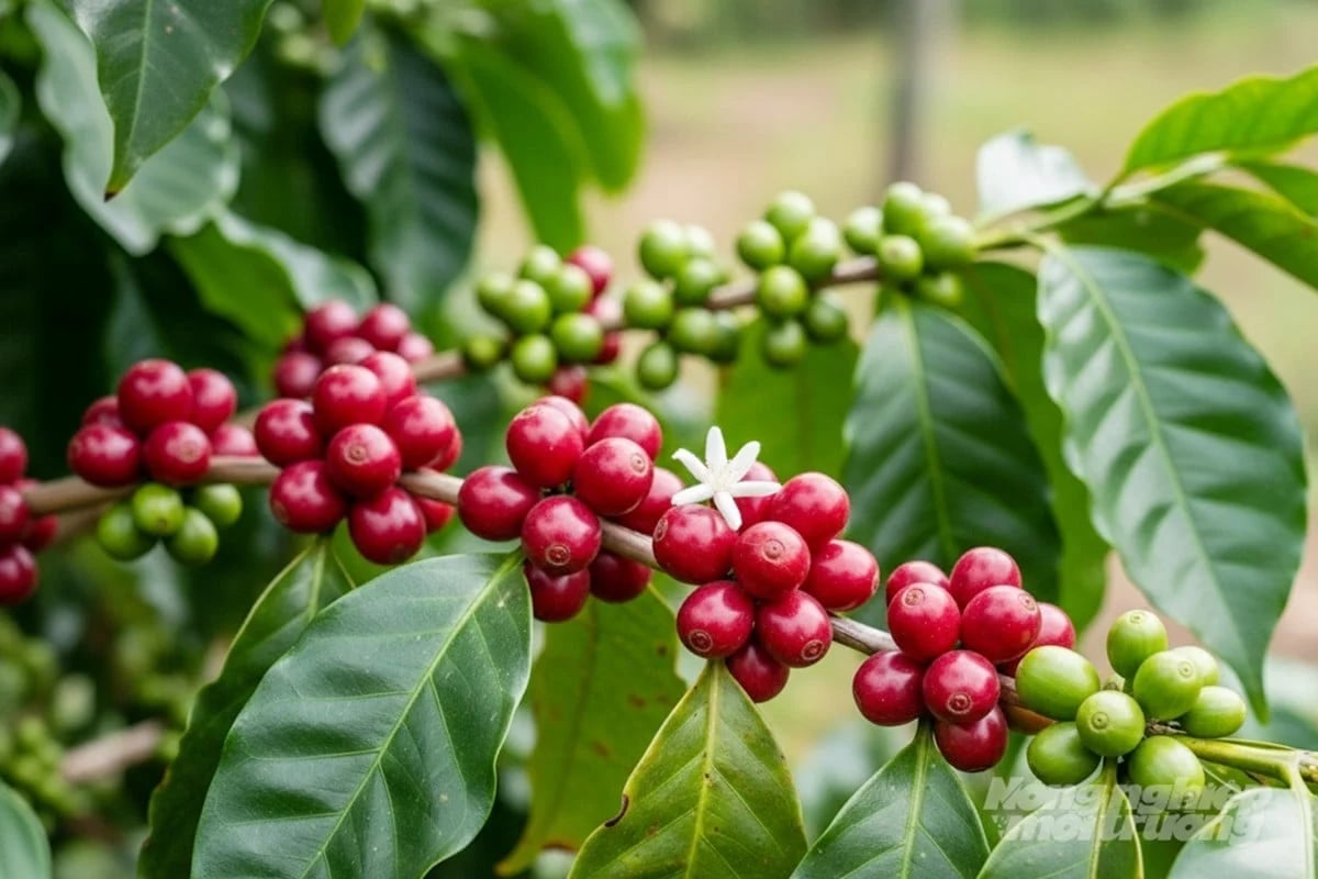 Latest domestic and global coffee prices on March 13, 2026
