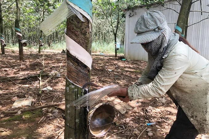 Latest rubber prices on 18/03/2026 in domestic and global markets