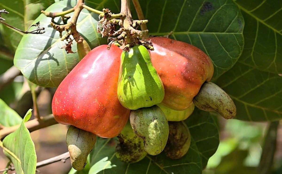 Vietnam’s cashew industry is being significantly affected by the Middle East conflict. Photo: Thanh Son. Vietnam’s cashew industry is being significantly affected by the Middle East conflict. Photo: Thanh Son.