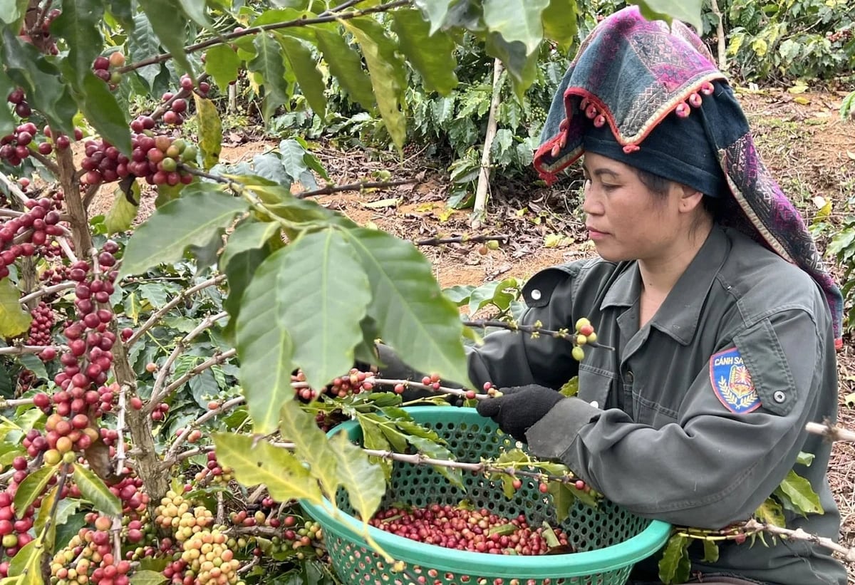 Latest domestic and global coffee prices on March 10, 2026. Photo: TL.