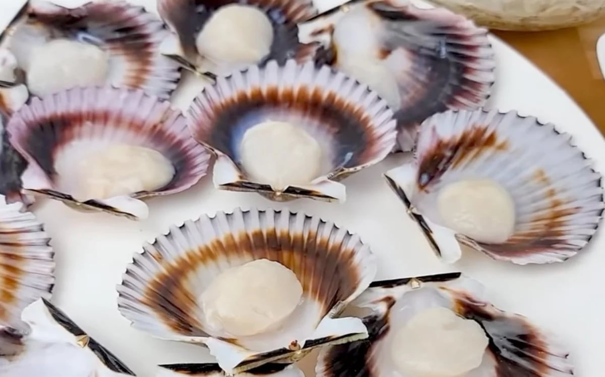 Scallop exports record triple-digit growth in the first two months of 2026. Photo: Son Trang. Scallop exports record triple-digit growth in the first two months of 2026. Photo: Son Trang.