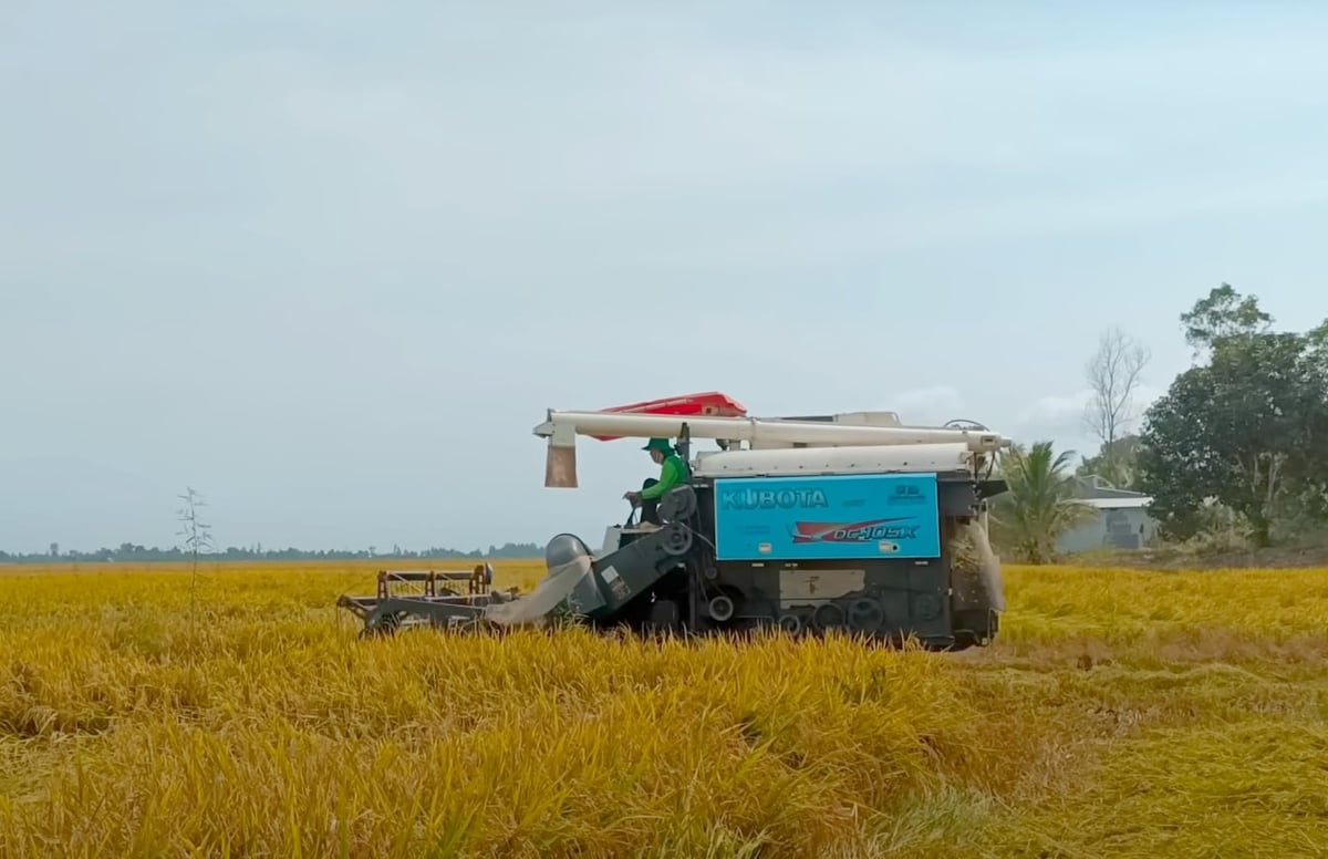Farmers harvesting rice in the Mekong Delta. Photo: Thanh Son. Farmers harvesting rice in the Mekong Delta. Photo: Thanh Son.