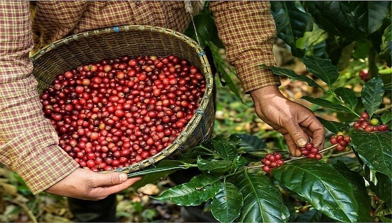 Vietnam was the second-largest coffee supplier to Japan in the first month of 2026, exporting 9.1 thousand tons worth $42.7 million. Photo: Illustration.