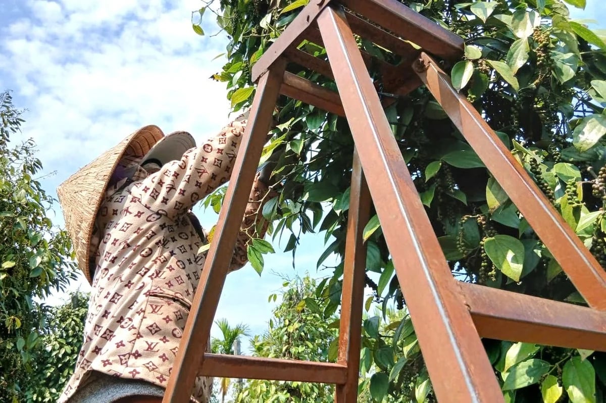 Pepper is a key crop of Gia Lai Province. Photo: Tuan Anh.