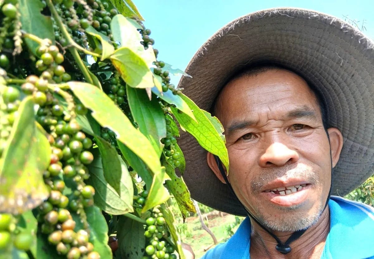 Mr Luc’s family is optimistic as they enter the pepper harvest season. Photo: Tuan Anh.