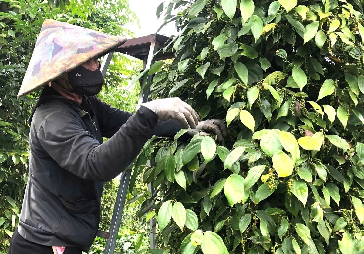 Pepper yields have declined somewhat compared with previous years, but selling prices remain high. Photo: Tuan Anh.