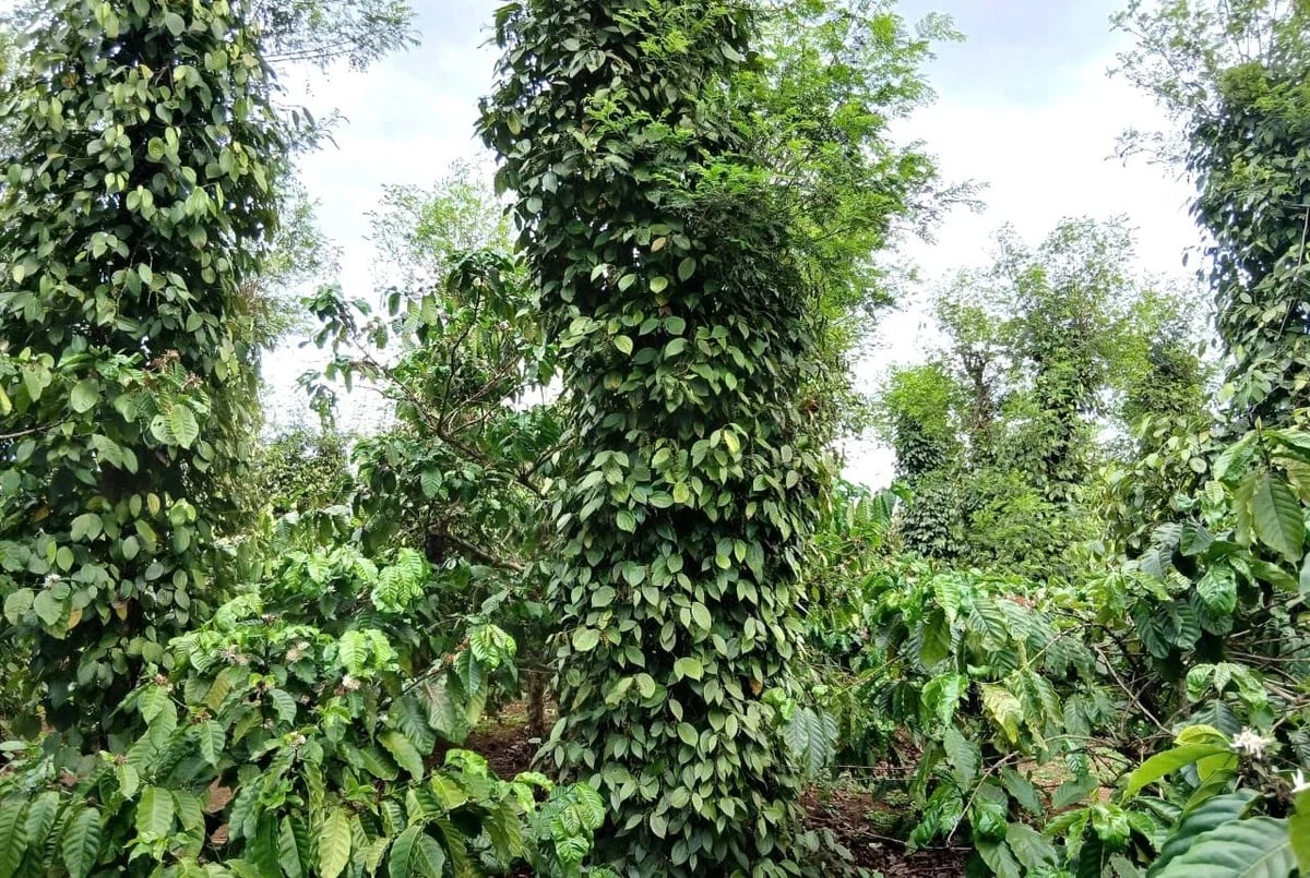 Many pepper gardens in Gia Lai are entering the harvest season. Photo: Tuan Anh.