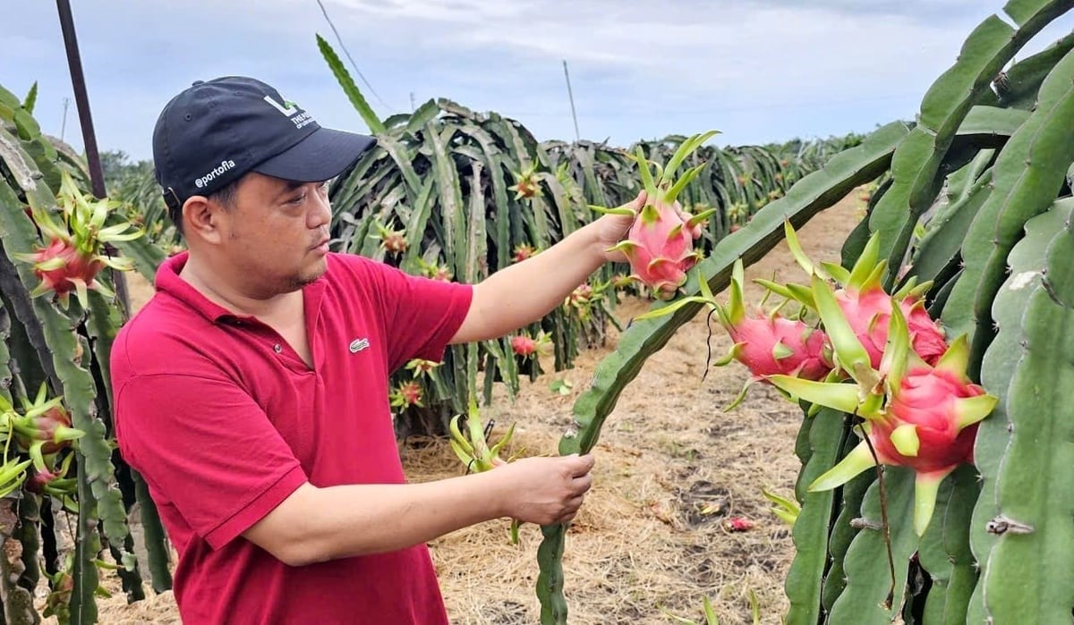 For more than a decade, Mr. Tran Quoc Thang in Ham Thuan Nam commune, Lam Dong province,has consistently adhered to GlobalGAP-certified dragon fruit production. Photo: KS.