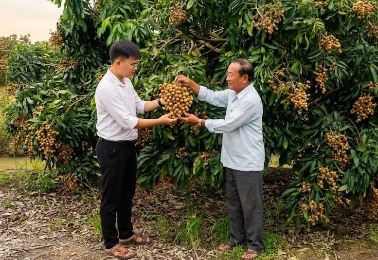 Mr. Lon shares his experience in longan cultivation with local farmers to improve production efficiency. Photo: Ho Thao.