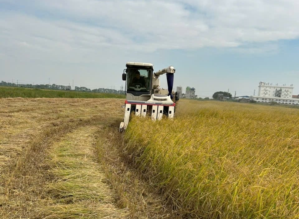 Rising fertilizer prices, while rice prices remain low, are causing significant difficulties for rice farmers. Photo: Mai Dan.