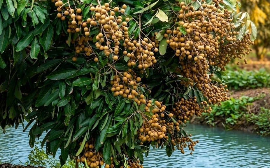 Mr. Lon’s off-season longan crop yields approximately 20 tons per hectare. Photo: Ho Thao.