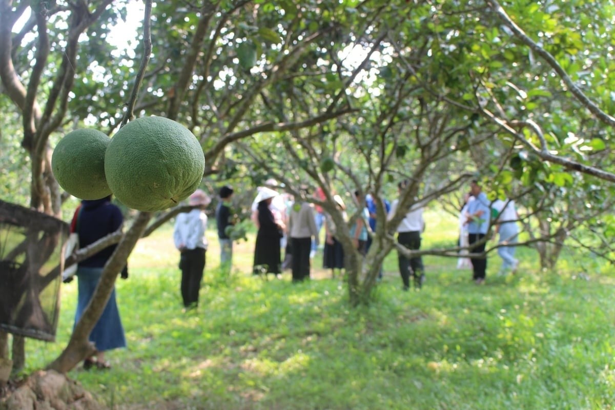 Vietnamese pomelo is facing a new opportunity as doors to demanding markets continue to open. Photo: Tran Trung.