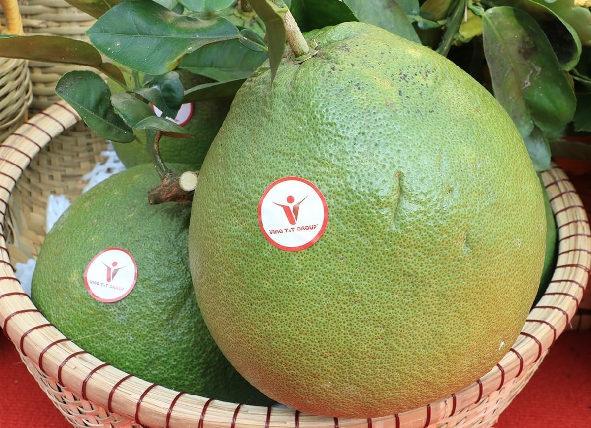 Green-skinned pomelo of Vina T&T Group, the company that carried out one of the first pomelo shipments to Australia on April 13. Photo: Thanh Son.
