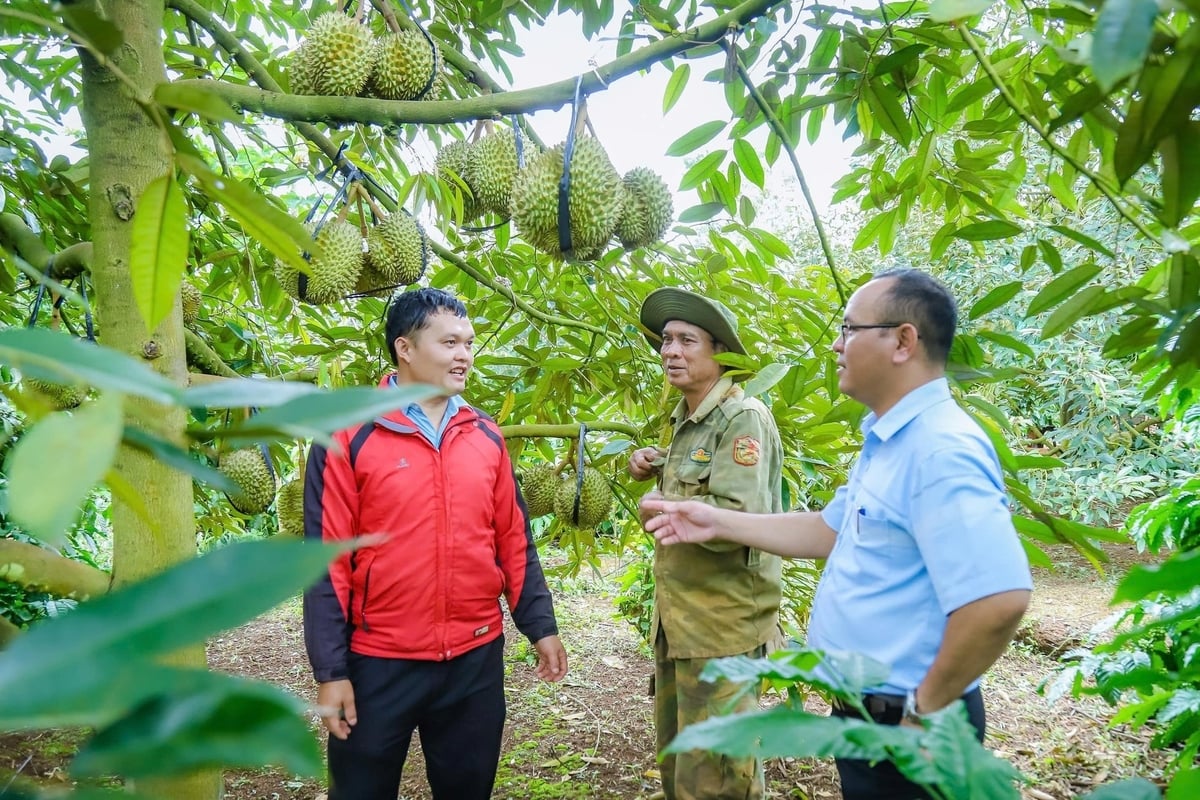 Durian production models associated with growing area codes and enterprise linkages are proving highly effective. Photo: P.H.