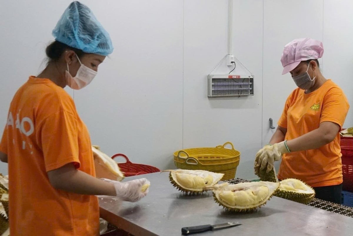 Durian segments are separated for frozen processing at Ba Dao Durian Co., Ltd. Photo: Thanh Son.