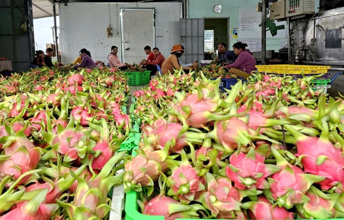 Mr. Thang's farm supplies thousands of tons of dragon fruit for export each year. Photo: KS.