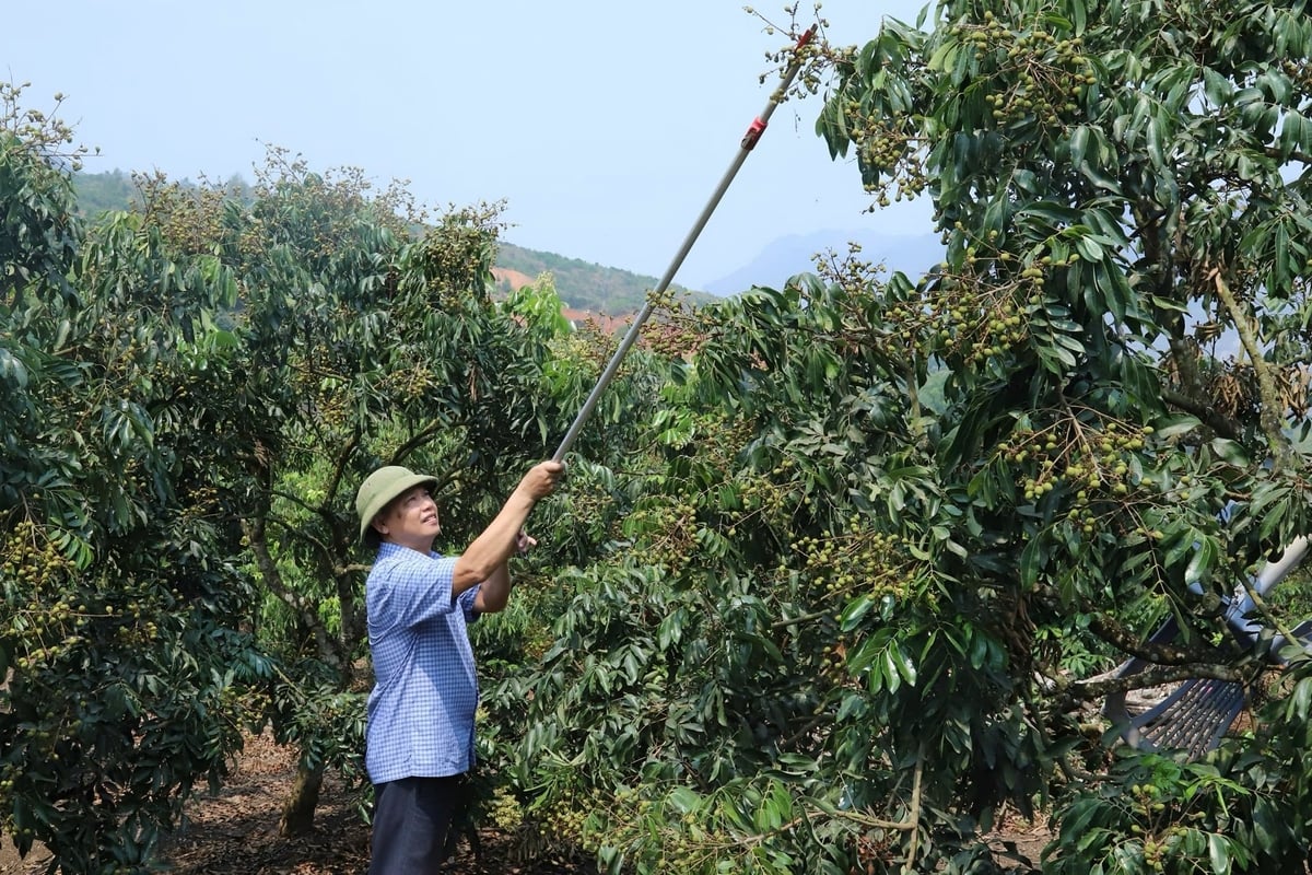Amid a longan orchard nearing harvest, members of Toan Thang Agricultural Service Cooperative meticulously tend the trees. Photo: Nguyen Nga. Amid a longan orchard nearing harvest, members of Toan Thang Agricultural Service Cooperative meticulously tend the trees. Photo: Nguyen Nga.
