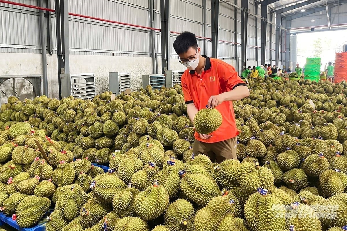 Viet Nam's top 10 fruit and vegetable export markets include China, the U.S., South Korea, Japan, the Netherlands, Malaysia, Australia, Thailand, Germany, and Taiwan. Photo: Nguyen Thuy.