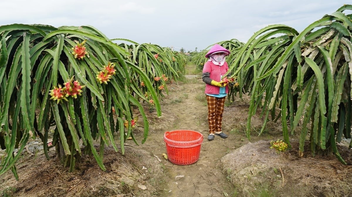 Dragon fruit, one of the key export commodities, is being clearly impacted by market shocks. Photo: Tran Trung.