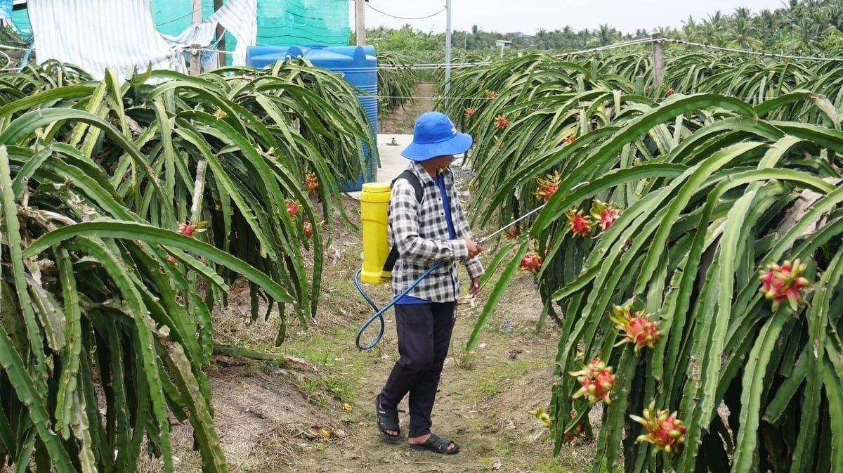 The 'quick to rise – slow to fall' paradox in agricultural material prices declines production profits. Photo: Tran Trung.