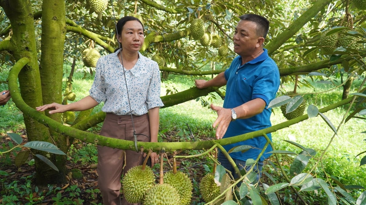 Farmers in Tay Nam ward discuss durian cultivation techniques directly in the orchard, aiming for standardized production and improved fruit quality. Photo: Tran Phi.