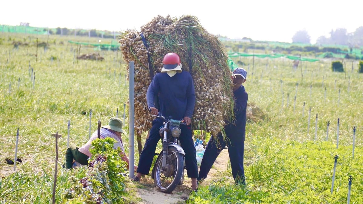 Garlic has long been a traditional crop on Ly Son Island (Quang Ngai). Photo: Le Khanh.