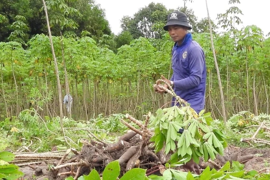 Farmers harvesting cassava in Tay Ninh. Photo: Son Trang.