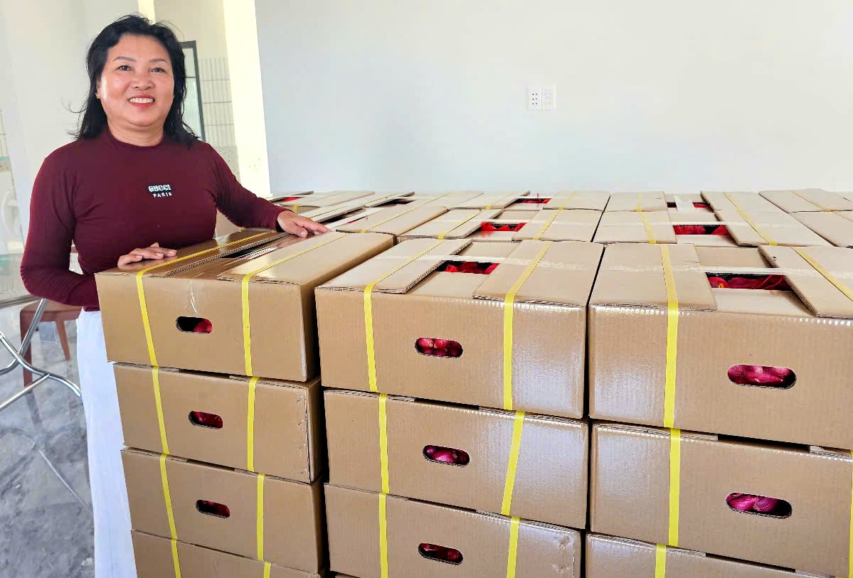 By pioneering exports to demanding markets such as Japan, Indonesia, and the United States, the cooperative has demonstrated strong governance and technological adoption. Photo: Kim So.