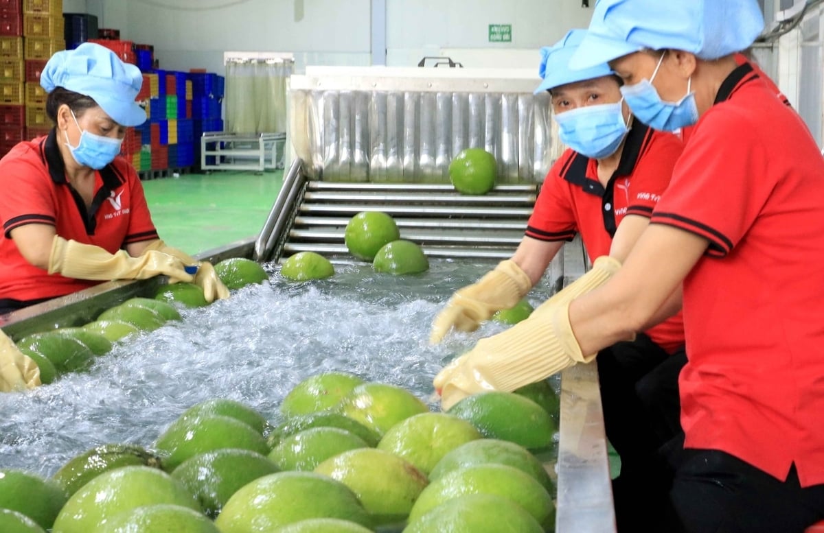 Workers wash pomelos at the Vina T&T Group factory in Vinh Long province. Photo: Thanh Son.