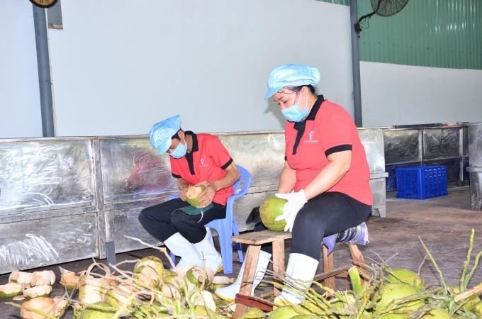 Vinh Long's fresh coconut exports have recorded strong growth in recent years. Photo: Minh Dam.