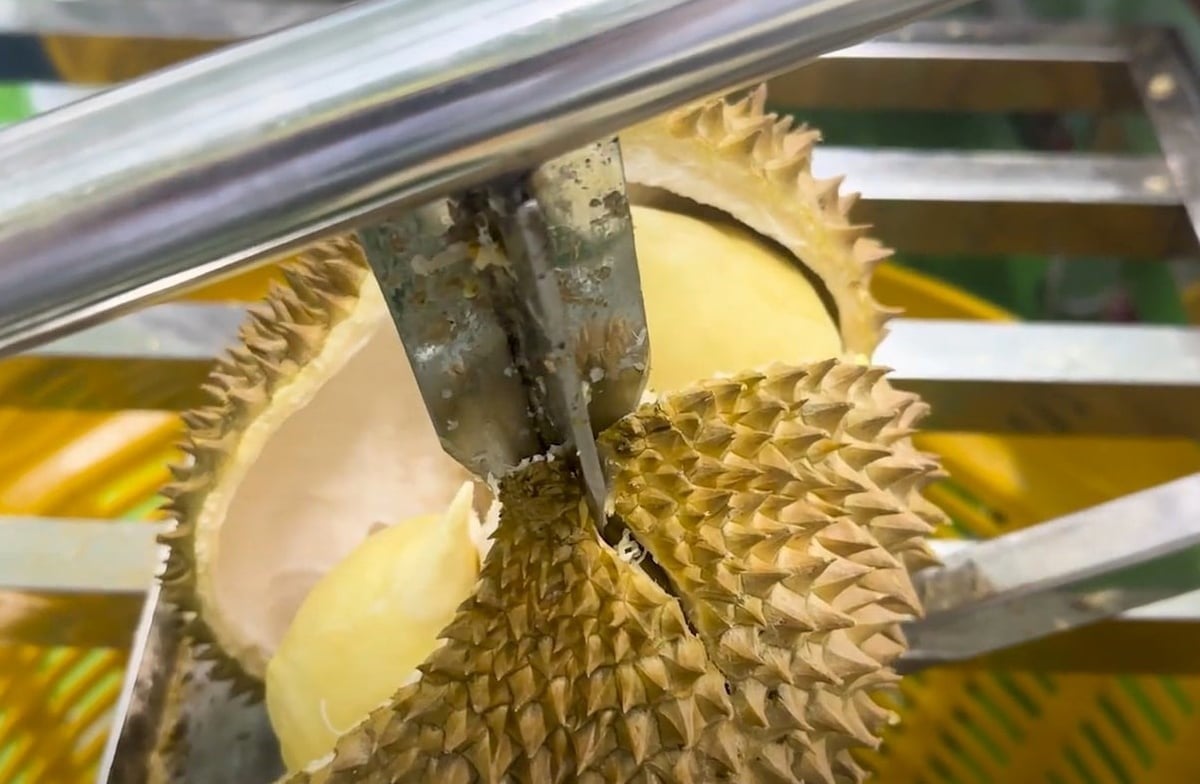 The sharp increase in the number of granted planting area codes, along with improving durian quality, will provide favorable conditions for a strong rise in Viet Nam’s durian exports to the Chinese market. Photo: Thanh Son.