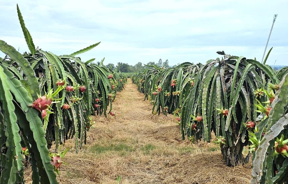 Lam Dong is currently the country's dragon fruit production hub. Photo: KS.