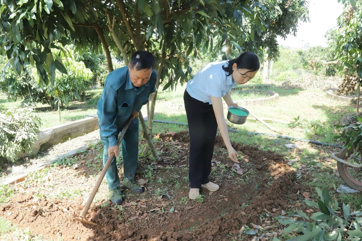 At Chieng Mung commune, provincial agricultural extension officers directly guide farmers on longan care techniques. Photo: Nguyen Nga. At Chieng Mung commune, provincial agricultural extension officers directly guide farmers on longan care techniques. Photo: Nguyen Nga.
