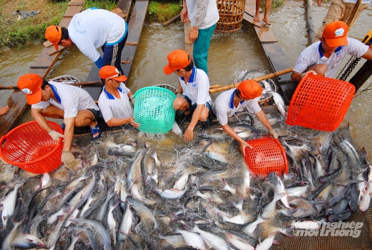 Large-scale pangasius harvest in Dong Thap provides abundant raw materials for seafood processing and export. Photo: Le Hoang Vu.