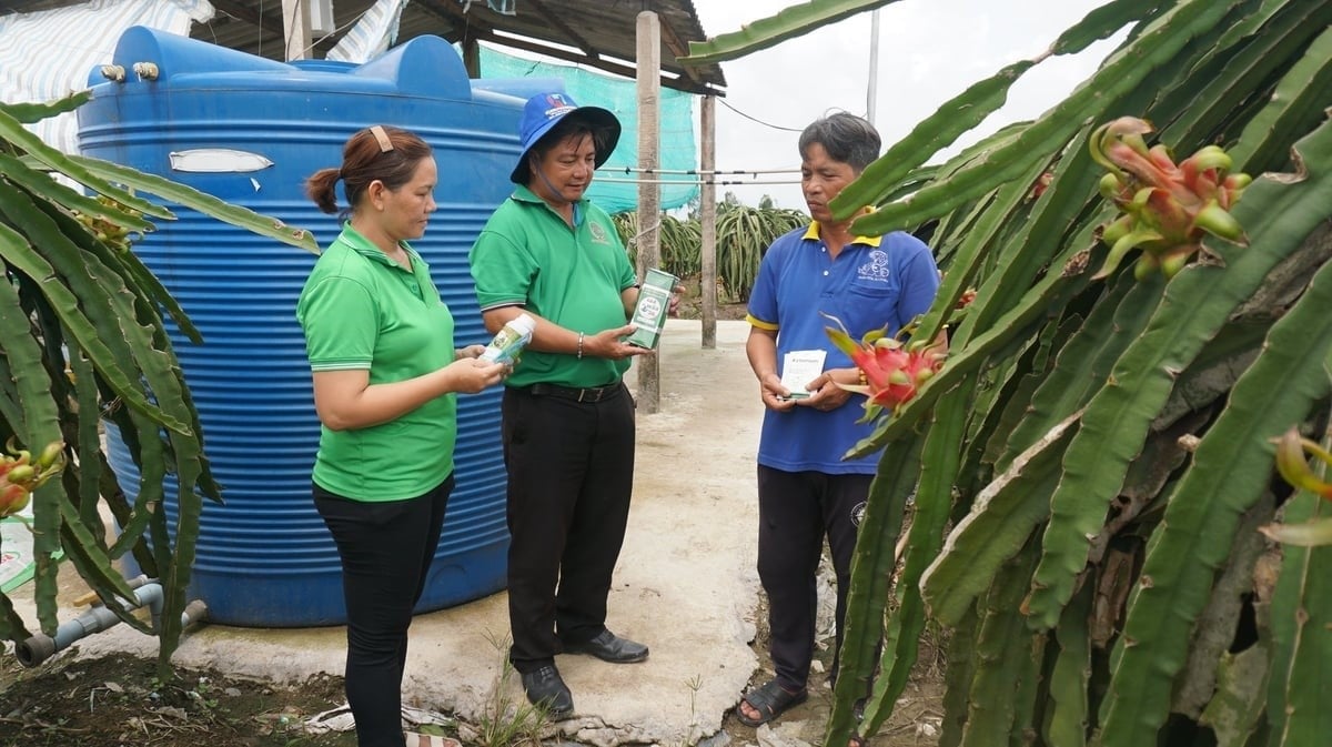 Smart fertilizer use, balanced fertilization, and circular agriculture models are considered  long-term solutions to reduce dependence on fluctuations in input markets. Photo: Tran Trung.