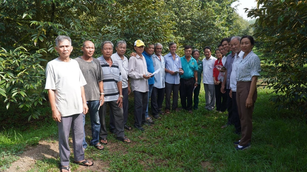 In-orchard training sessions are helping farmers change their practices, enhance knowledge sharing, and gradually build production linkages. Photo: Tran Phi.