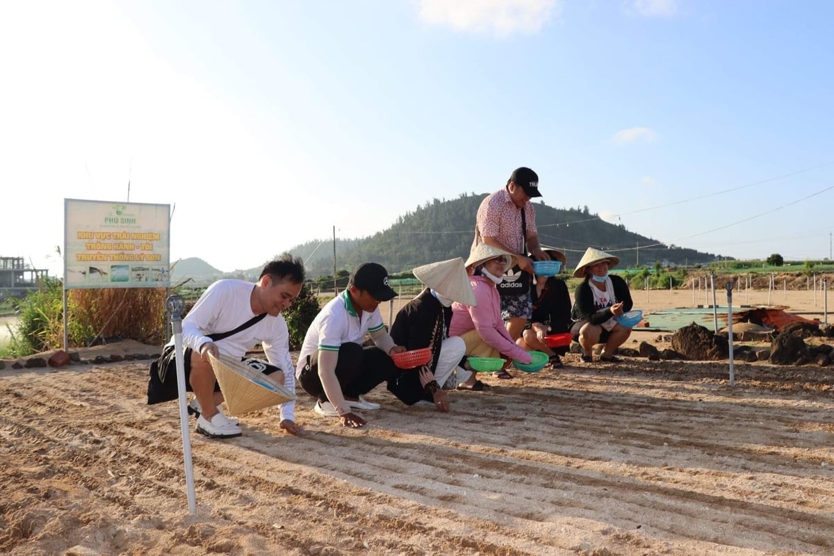 Mr. Nhat has transformed local farmers' traditional garlic farming practices toward more professional production to serve deep processing. Photo: Le Khanh.