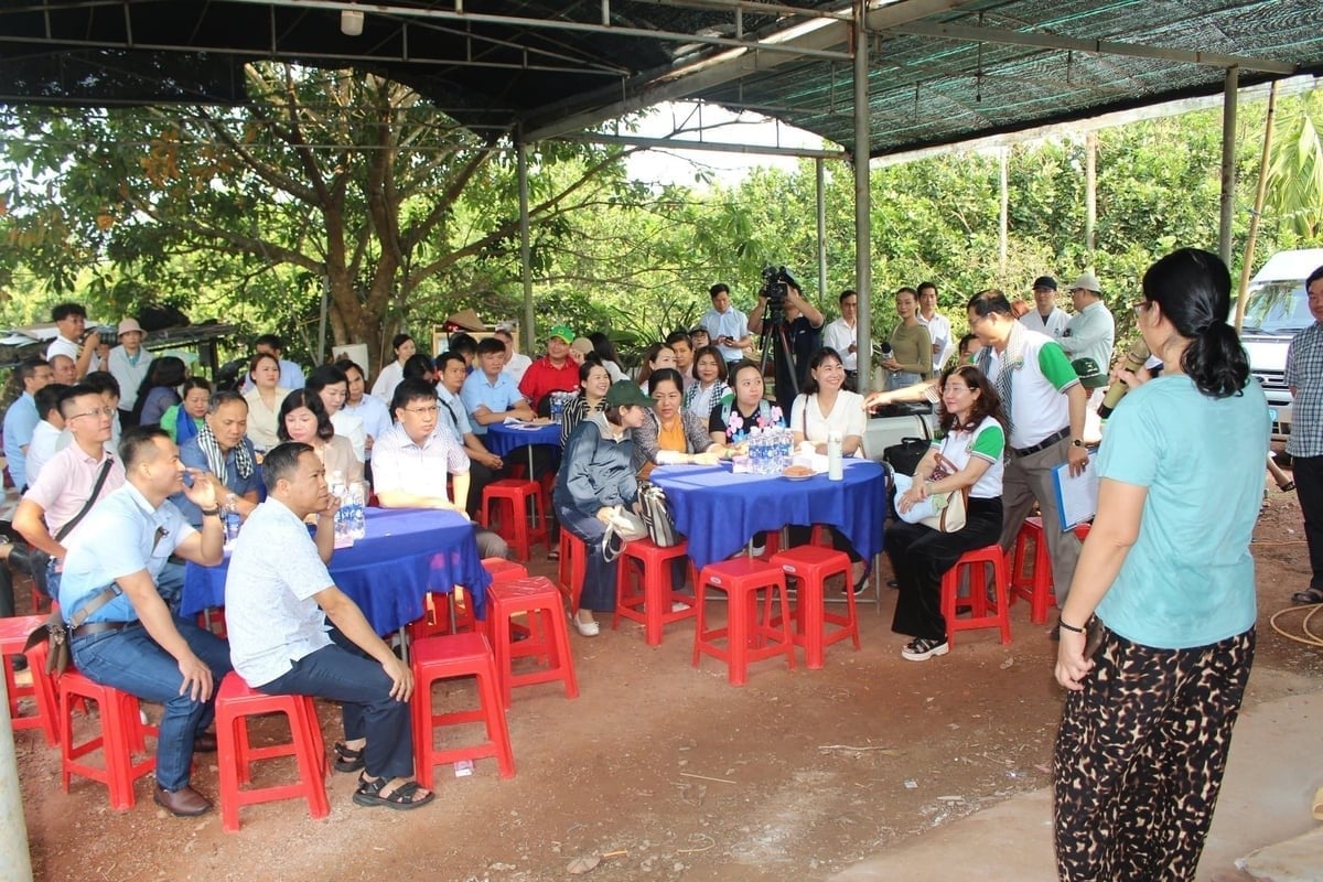 Farmers, state management agencies, experts, and major retailers such as Saigon Co.op, Central Retail, and Vina T&T discuss solutions to address bottlenecks for pomelos. Photo: Tran Trung.