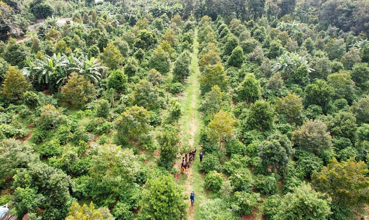 Establishing and managing growing area codes must be tightened and regarded as a mandatory task of local authorities rather than left to farmers. Photo: P.H.