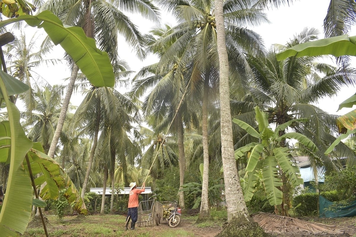 Harvesting organic coconuts at Quoi Dien Cooperative in Quoi Dien commune, Vinh Long province. Photo: Minh Dam.