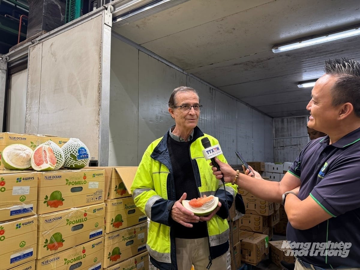 Viet Nam's first shipment of fresh pomelos has officially entered Australia, opening up major opportunities for the fruit sector. Photo: CTV.