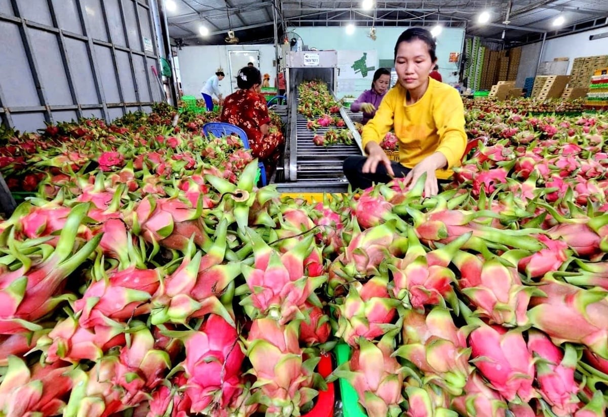 Workers carry out pre-processing of dragon fruit for export. Photo: KS.