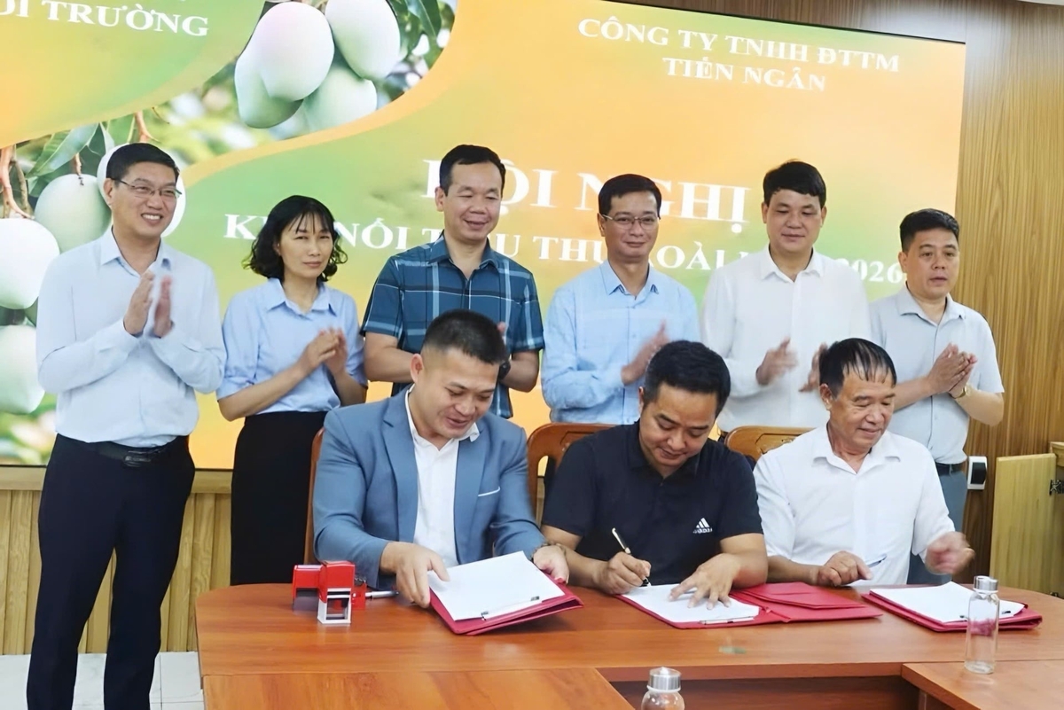 Tien Ngan Trading Investment Co., Ltd. signs memoranda of understanding on cooperation and mango consumption with several cooperatives in Son La province. Photo: Nguyen Yen. Tien Ngan Trading Investment Co., Ltd. signs memoranda of understanding on cooperation and mango consumption with several cooperatives in Son La province. Photo: Nguyen Yen.