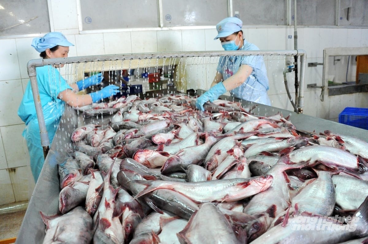Raw pangasius is pre-processed at factories to meet food safety standards before deep processing. Photo: Le Hoang Vu.