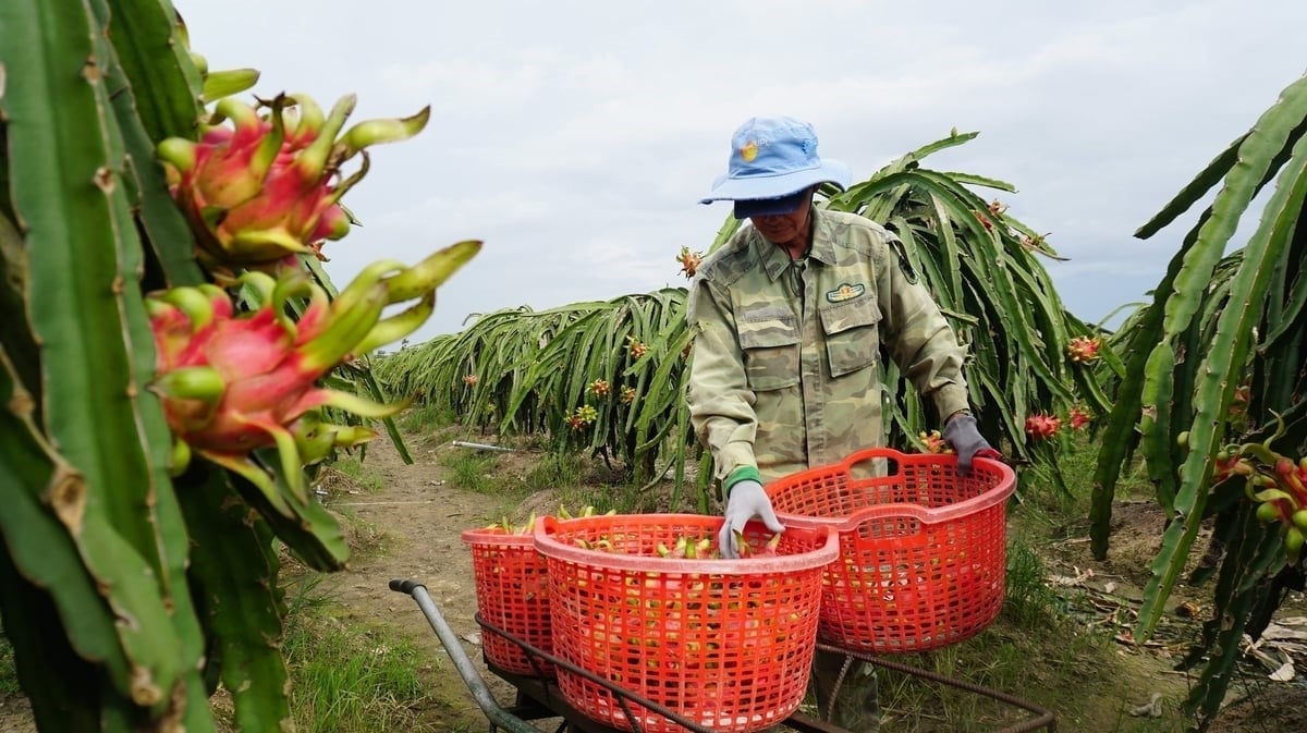 Pressure from energy prices is driving a transformation in the agricultural sector. Photo: Tran Trung.