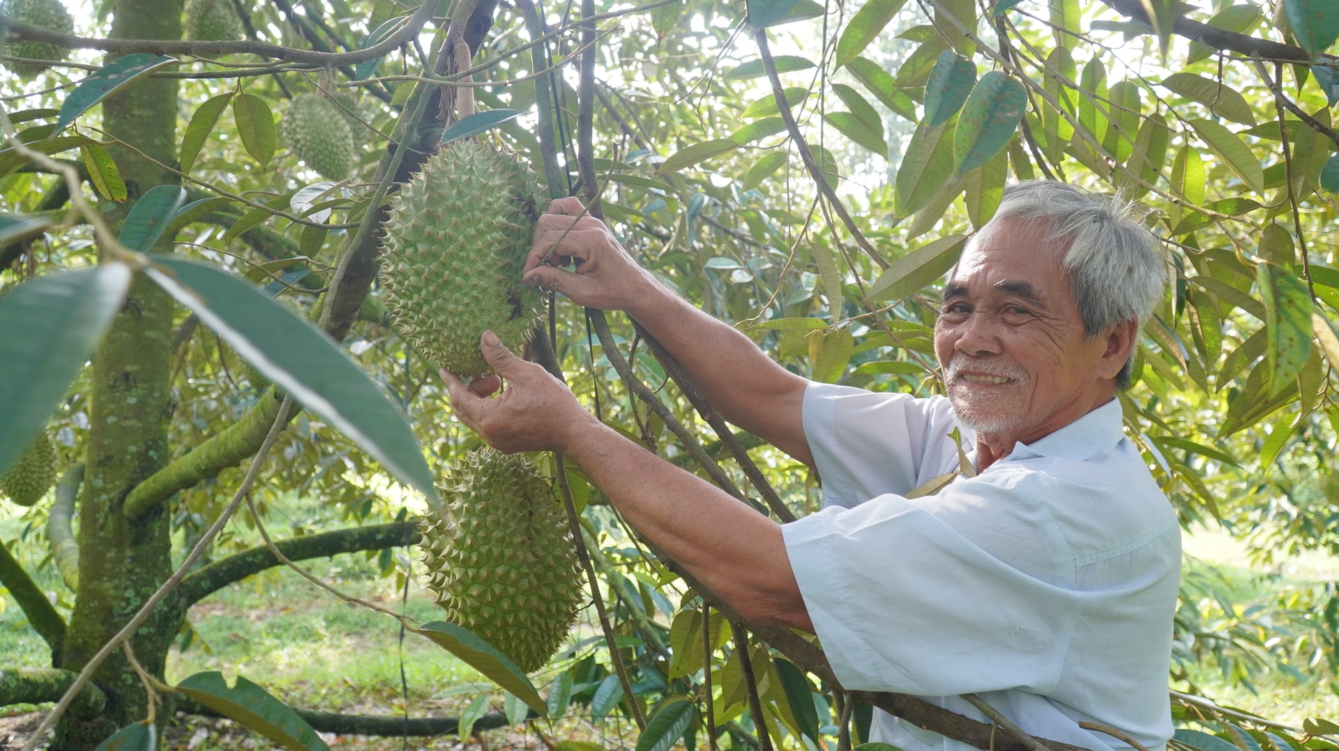 Mr. Huynh Van Long inspects his orchard, focusing on quality to stabilize output and enhance product value. Photo: Tran Phi.