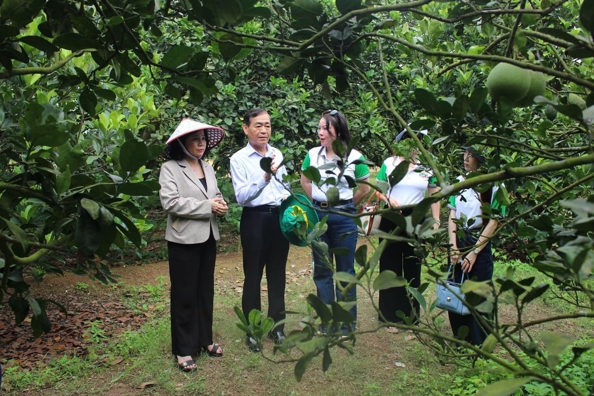 Ms. Le Thi Anh Tuyet, Deputy Director of the Dong Nai Department of Agriculture and Environment (left), along with experts and businesses, surveys the Hai Thanh pomelo orchard. Photo: Tran Trung.