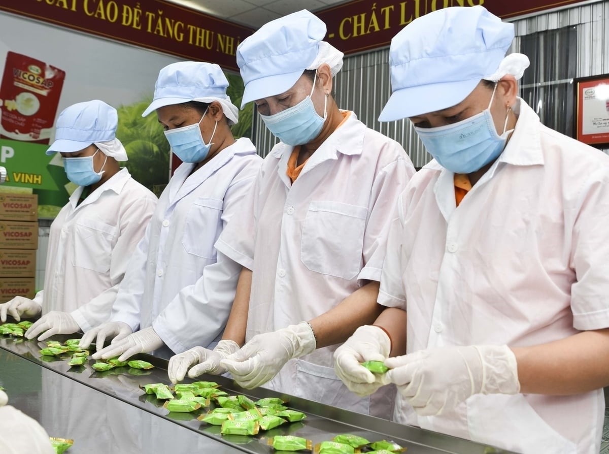 Processing macapuno coconut candy at Cau Ke Wax Coconut Processing Co., Ltd. (Vicosap) in Tam Ngai commune, Vinh Long province. Photo: Minh Dam.